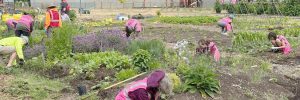 June 2024 Bybee Lakes Hope Center Victory Garden Work Day