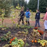 Bybee Lakes Victory Garden Harvest Workday