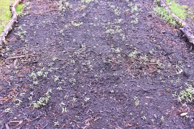 Bybee Lakes Soil building efforts Fall 2025