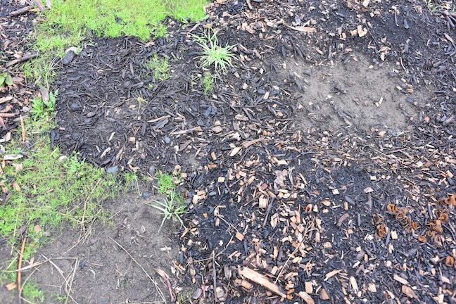 Bybee Lakes Soil building efforts Fall 2025