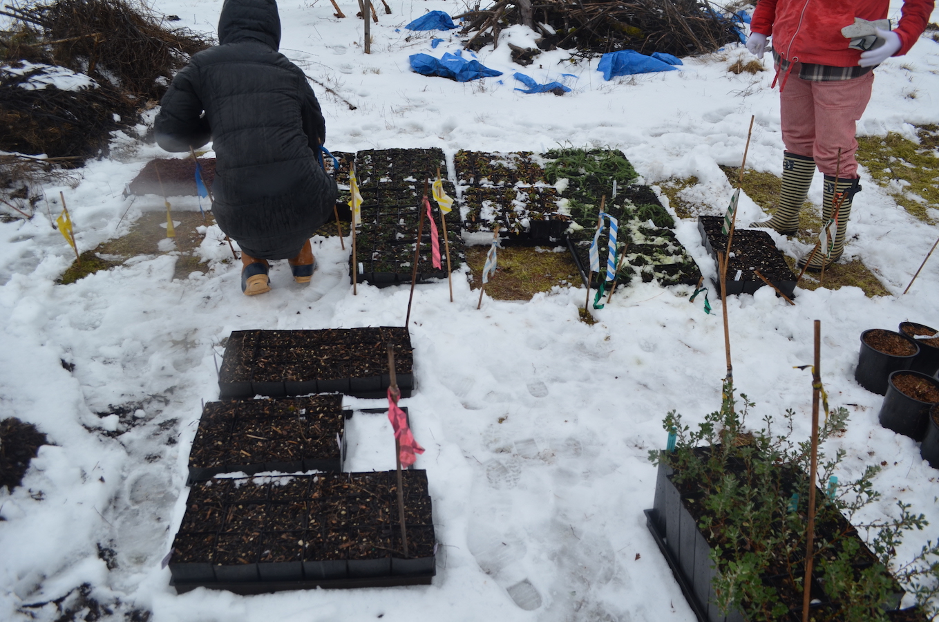 Bybee Lakes Hope Center / Friends of Trees Planting, Feb 15, 2025