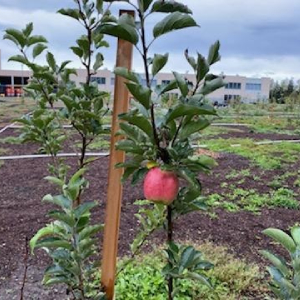 A young apple tree at Bybee Lakes Victory Garden