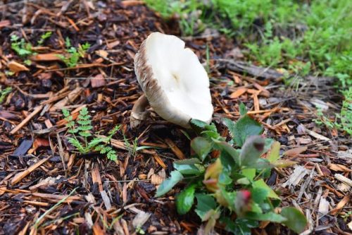Bybee Lakes Victory Garden Planting Day with Friends of Trees, Nov. 1, 2025