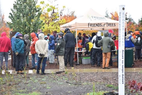Bybee Lakes Victory Garden Planting Day with Friends of Trees, Nov. 1, 2025