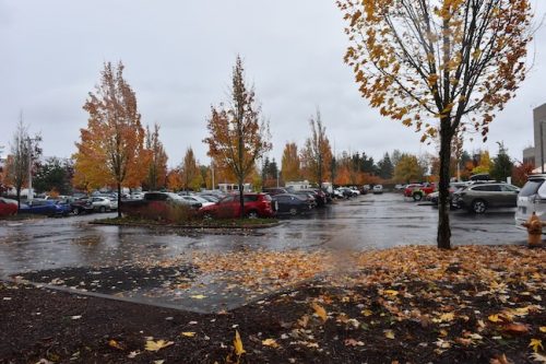 Bybee Lakes Victory Garden Planting Day with Friends of Trees, Nov. 1, 2025
