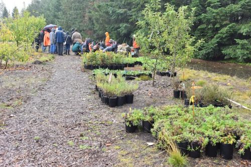 Bybee Lakes Victory Garden Planting Day with Friends of Trees, Nov. 1, 2025