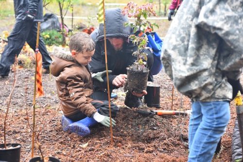 Bybee Lakes Victory Garden Planting Day with Friends of Trees, Nov. 1, 2025
