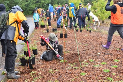Bybee Lakes Victory Garden Planting Day with Friends of Trees, Nov. 1, 2025