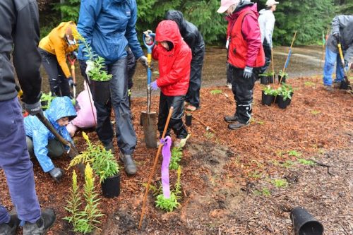Bybee Lakes Victory Garden Planting Day with Friends of Trees, Nov. 1, 2025