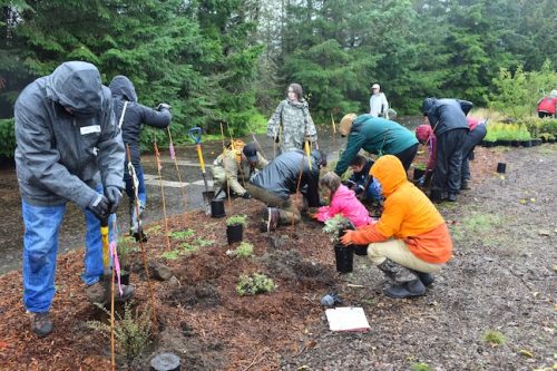 Bybee Lakes Victory Garden Planting Day with Friends of Trees, Nov. 1, 2025