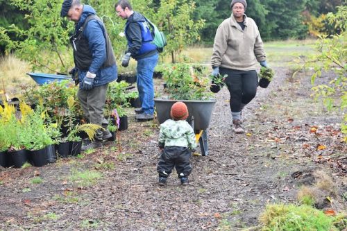 Bybee Lakes Victory Garden Planting Day with Friends of Trees, Nov. 1, 2025