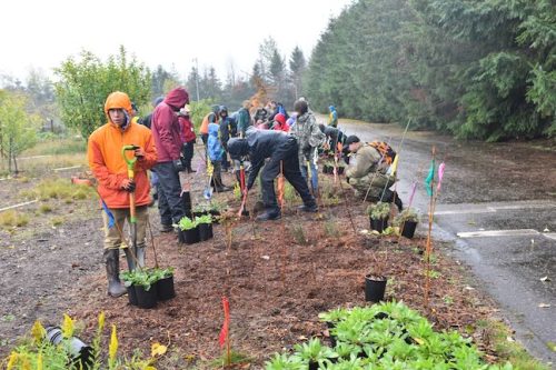 Bybee Lakes Victory Garden Planting Day with Friends of Trees, Nov. 1, 2025