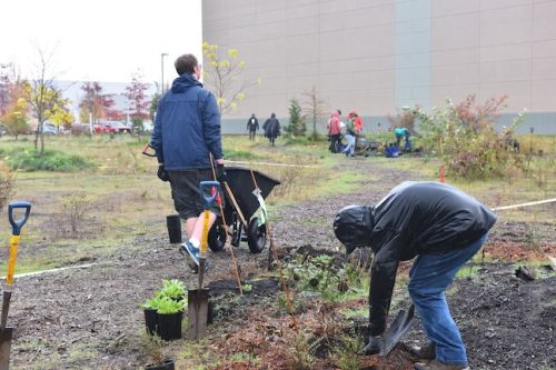 Bybee Lakes Victory Garden Planting Day with Friends of Trees, Nov. 1, 2025
