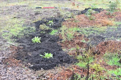 Bybee Lakes Victory Garden Planting Day with Friends of Trees, Nov. 1, 2025