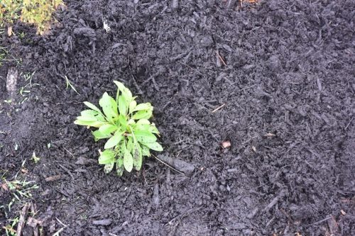 Bybee Lakes Victory Garden Planting Day with Friends of Trees, Nov. 1, 2025