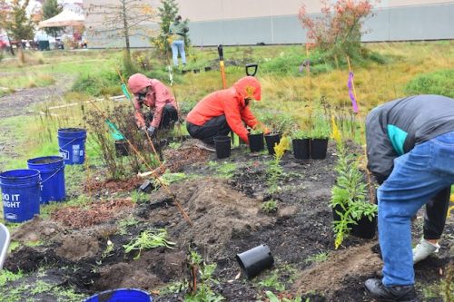Bybee Lakes Victory Garden Planting Day with Friends of Trees, Nov. 1, 2025