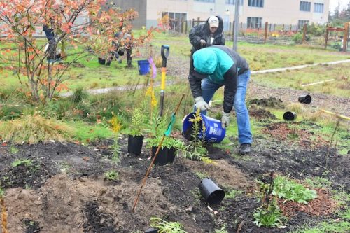 Bybee Lakes Victory Garden Planting Day with Friends of Trees, Nov. 1, 2025