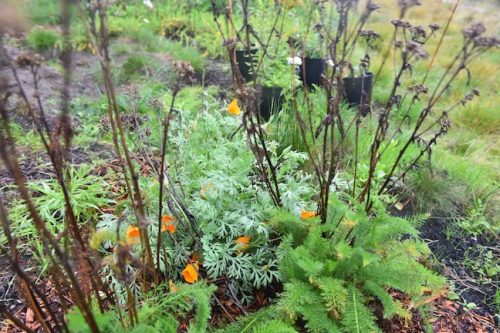 Bybee Lakes Victory Garden Planting Day with Friends of Trees, Nov. 1, 2025