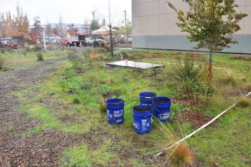 Bybee Lakes Victory Garden Planting Day with Friends of Trees, Nov. 1, 2025