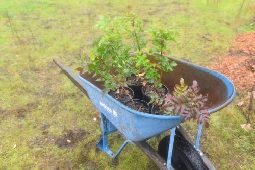 Bybee Lakes Victory Garden Planting Day with Friends of Trees, Nov. 1, 2025
