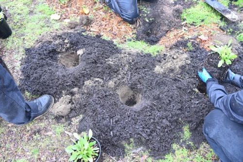Bybee Lakes Victory Garden Planting Day with Friends of Trees, Nov. 1, 2025