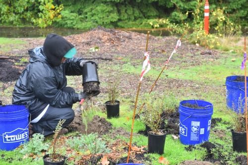Bybee Lakes Victory Garden Planting Day with Friends of Trees, Nov. 1, 2025