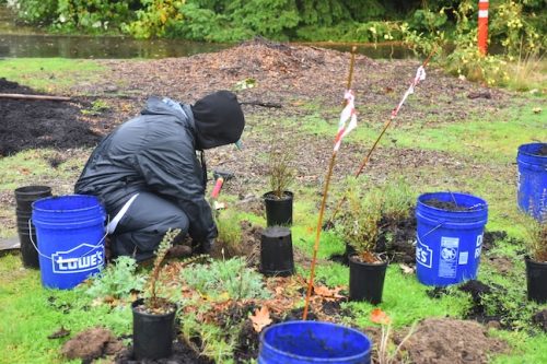 Bybee Lakes Victory Garden Planting Day with Friends of Trees, Nov. 1, 2025