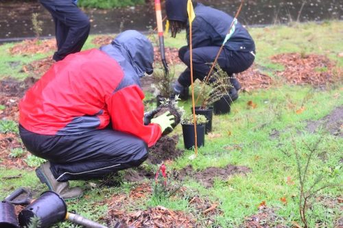 Bybee Lakes Victory Garden Planting Day with Friends of Trees, Nov. 1, 2025