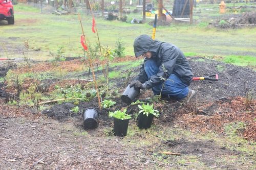 Bybee Lakes Victory Garden Planting Day with Friends of Trees, Nov. 1, 2025