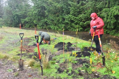 Bybee Lakes Victory Garden Planting Day with Friends of Trees, Nov. 1, 2025