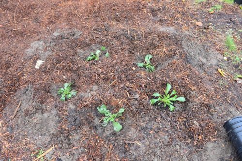 Bybee Lakes Victory Garden Planting Day with Friends of Trees, Nov. 1, 2025