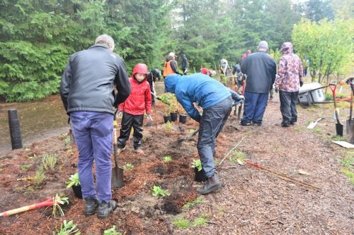 Bybee Lakes Victory Garden Planting Day with Friends of Trees, Nov. 1, 2025