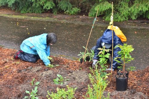 Bybee Lakes Victory Garden Planting Day with Friends of Trees, Nov. 1, 2025