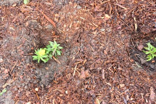 Bybee Lakes Victory Garden Planting Day with Friends of Trees, Nov. 1, 2025