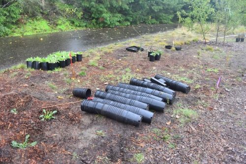 Bybee Lakes Victory Garden Planting Day with Friends of Trees, Nov. 1, 2025