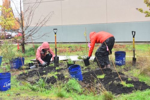Bybee Lakes Victory Garden Planting Day with Friends of Trees, Nov. 1, 2025
