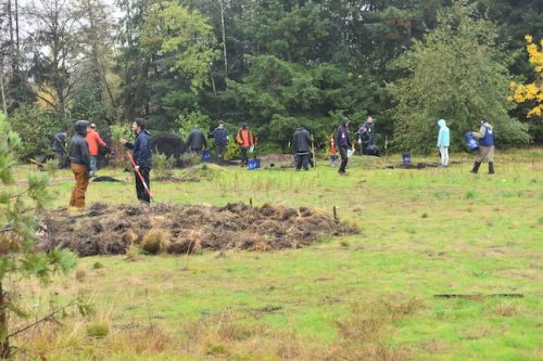 Bybee Lakes Victory Garden Planting Day with Friends of Trees, Nov. 1, 2025