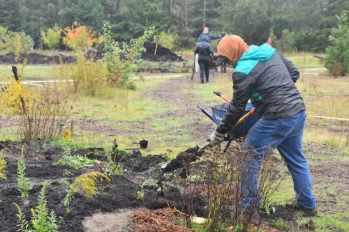 Bybee Lakes Victory Garden Planting Day with Friends of Trees, Nov. 1, 2025