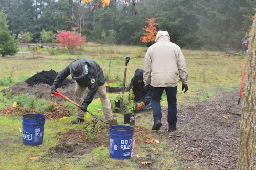 Bybee Lakes Victory Garden Planting Day with Friends of Trees, Nov. 1, 2025