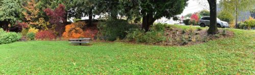 November Followup - Cathedral Park Planting April 2025