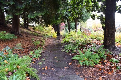November Followup - Cathedral Park Planting April 2025