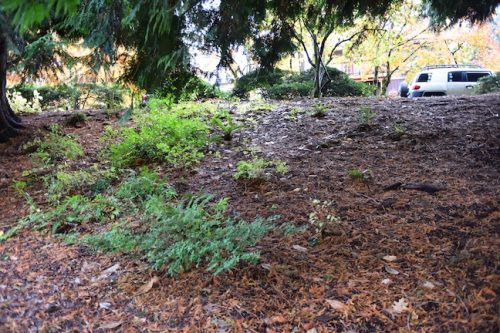 November Followup - Cathedral Park Planting April 2025