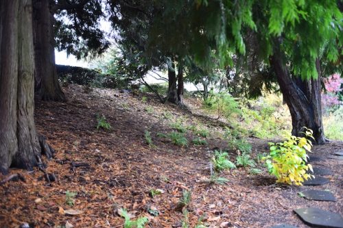 November Followup - Cathedral Park Planting April 2025