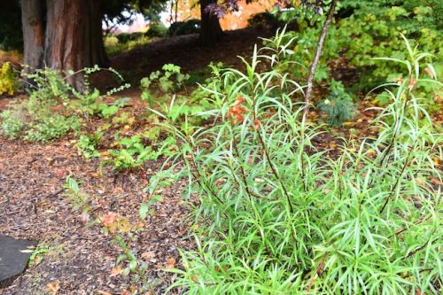 November Followup - Cathedral Park Planting April 2025