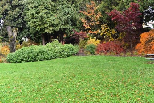November Followup - Cathedral Park Planting April 2025
