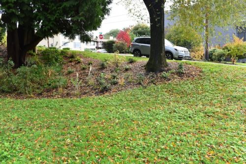 November Followup - Cathedral Park Planting April 2025