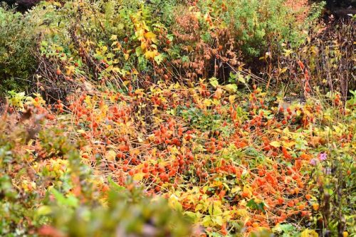 November Followup - Cathedral Park Planting April 2025