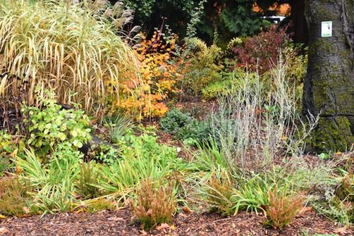 November Followup - Cathedral Park Planting April 2025