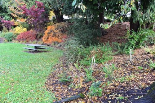 November Followup - Cathedral Park Planting April 2025