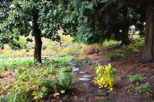 November Followup - Cathedral Park Planting April 2025